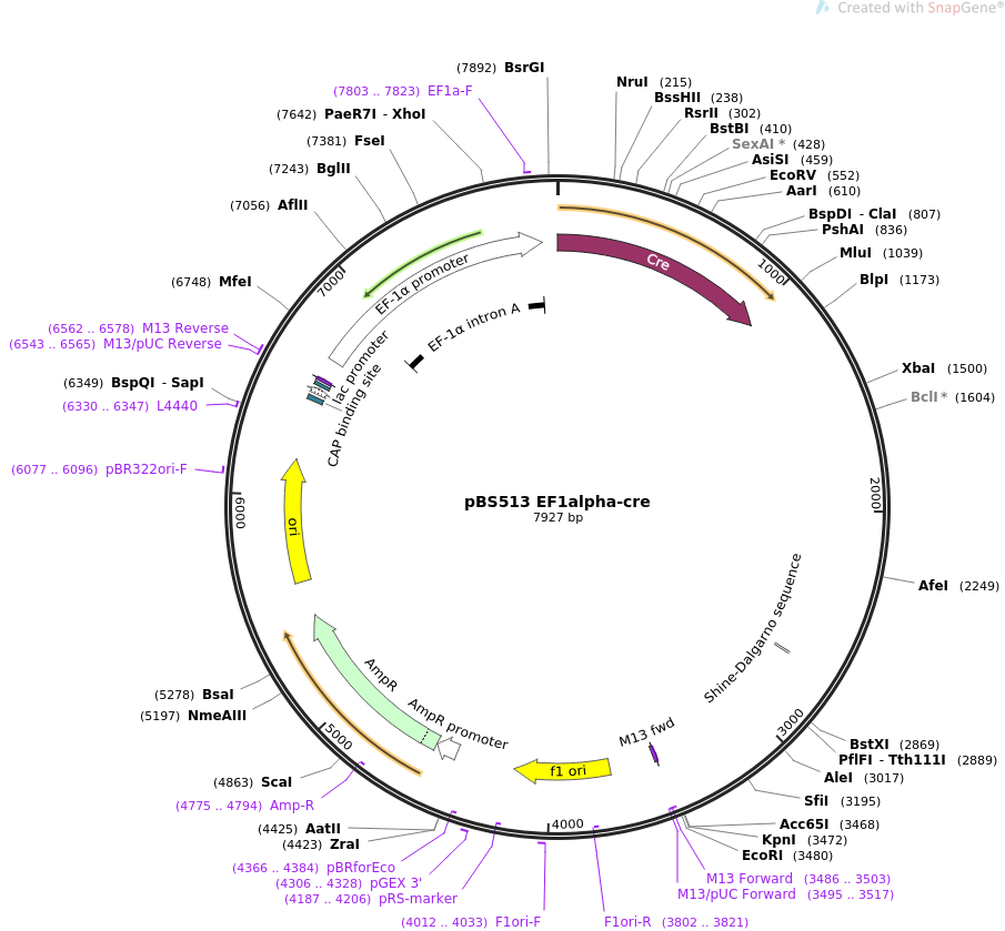 pBS513 EF1alpha-cre质粒图谱